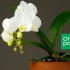 Kalendar brige o orhideju